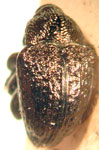  Chalcodermus calidus