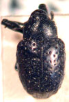  Chalcodermus callosicollis