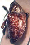  Chalcodermus missionensis