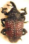  Chalcodermus rubrofasciatus