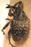  Chalcodermus sculpturatus