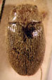  Artematopus sp. 1