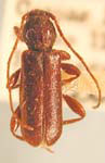 Phymatodes nigerrimus