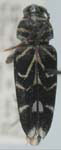  Megacyllene angulata