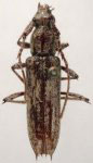 Elaphidion bahamicae