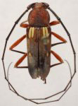 Heterops robusta