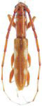  Neocompsa pallida