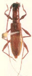  Perissomerus rubrus