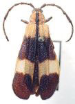 Pteroplatus pulcher