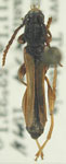 Odontocera petiolata
