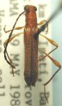 Pandrosos phthisicus