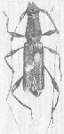 Cycnoderus (Cycnoderus) moestulus