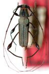 Ischionodonta paraibensis