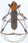 Ischionodonta versicolor