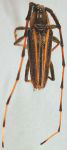  Sphaenothecus picticornis