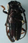  Trachyderes (Trachyderes) succinctus flaviventris