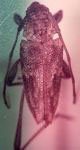 Anisopodus acutus