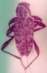 Anisopodus nigripes