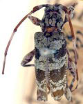 Granastyochus trifasciatus