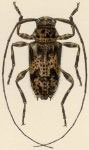 Leptocometes spinipennis