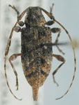  Pseudastylopsis squamosus