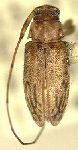  Urgleptes ozophagus