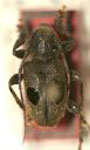  Psapharochrus binocularis