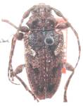  Psapharochrus guatemalensis