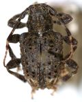  Scleronotus tricarinatus