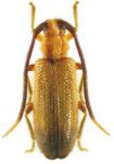  Callia apyra