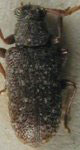  Euryestola freyi