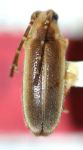  Lustrocomus paraensis