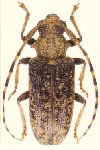  Mesestola brochieri