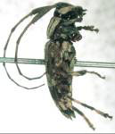  Colobothea femorosa