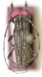  Hilobothea caracensis