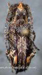  Desmiphora (Desmiphora) hirticollis