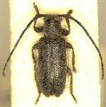  Estola nigrescens