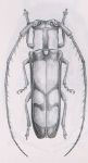  Adesmus leucodryas