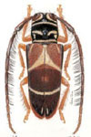  Hemiloapis yandaira