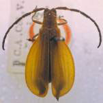  Tetamauara unicolor