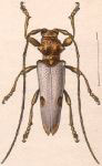  Rhaphiptera candicans