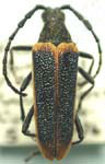 Desmocerus aureipennis cribripennis