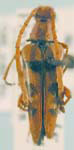 Leptura (Leptura) pacifica