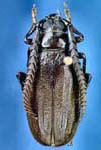 Prionus (Neopolyarthron) imbricornis