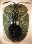  Chlamydocassis (Chlamydocassis) cribipennis