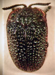  Zeugonota aurolimbata