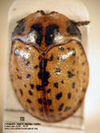  Chelymorpha varians