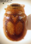 Araucanomela wallingtonensis
