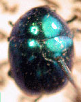  Cleupocline paraguayensis