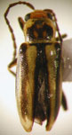  Grammicopterus flavescens